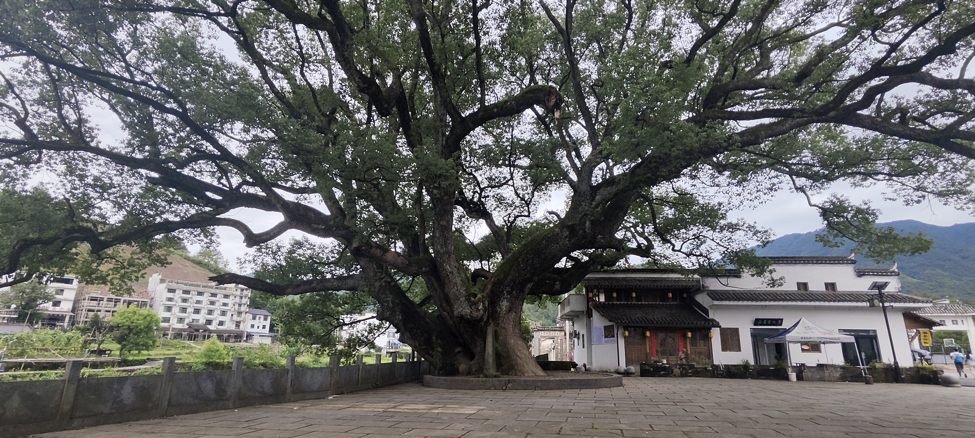 Centennial camphor tree